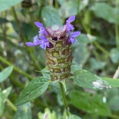 Prunella vulgaris (Self-heal, Heal All) at Jerrabomberra, NSW - 23 Jan 2023 by SteveBorkowskis