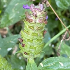 Prunella vulgaris at Jerrabomberra, NSW - 23 Jan 2023