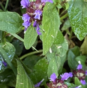 Prunella vulgaris at Jerrabomberra, NSW - 23 Jan 2023