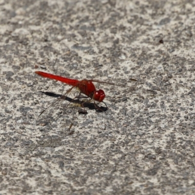 Diplacodes haematodes (Scarlet Percher) at Tuggeranong Creek to Monash Grassland - 23 Jan 2023 by RodDeb