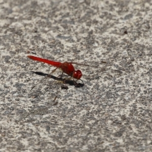 Diplacodes haematodes at Monash, ACT - 23 Jan 2023