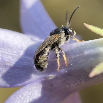 Lasioglossum (Chilalictus) sp. (genus & subgenus) (Halictid bee) at QPRC LGA - 23 Jan 2023 by Steve_Bok