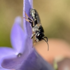 Lasioglossum (Chilalictus) sp. (genus & subgenus) at Jerrabomberra, NSW - 23 Jan 2023