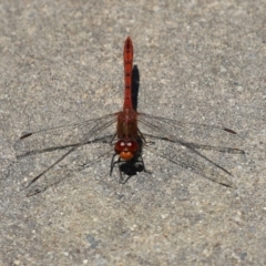 Diplacodes bipunctata (Wandering Percher) at Tuggeranong Creek to Monash Grassland - 23 Jan 2023 by RodDeb