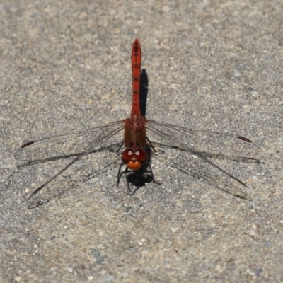 Diplacodes bipunctata (Wandering Percher) at Monash, ACT - 23 Jan 2023 by RodDeb