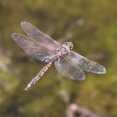 Hemicordulia tau (Tau Emerald) at Tuggeranong Creek to Monash Grassland - 23 Jan 2023 by RodDeb