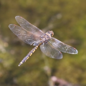 Hemicordulia tau at Monash, ACT - 23 Jan 2023 12:54 PM