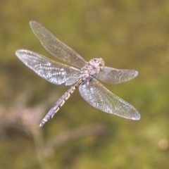 Hemicordulia tau at Monash, ACT - 23 Jan 2023 12:54 PM