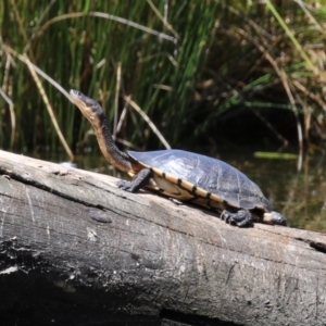 Chelodina longicollis at Monash, ACT - 23 Jan 2023 12:41 PM