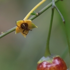 Araneinae (subfamily) (Orb weaver) at Cook, ACT - 23 Jan 2022 by Tammy