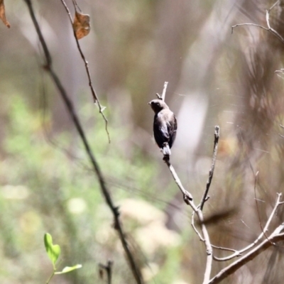 Dicaeum hirundinaceum (Mistletoebird) at Black Range, NSW - 22 Jan 2023 by KMcCue