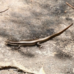 Eulamprus sp. (genus) (Water Skink) at Black Range, NSW - 22 Jan 2023 by KMcCue