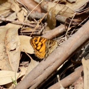 Geitoneura acantha at Black Range, NSW - 22 Jan 2023 02:47 PM