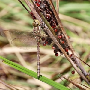 Adversaeschna brevistyla at Black Range, NSW - 22 Jan 2023