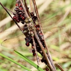 Adversaeschna brevistyla at Black Range, NSW - 22 Jan 2023