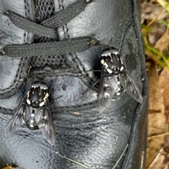 Unidentified March or Horse fly (Tabanidae) at Black Range, NSW - 22 Jan 2023 by KMcCue