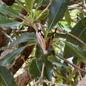 Heteronympha merope at Black Range, NSW - 22 Jan 2023