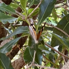Heteronympha merope (Common Brown Butterfly) at Black Range, NSW - 22 Jan 2023 by KMcCue