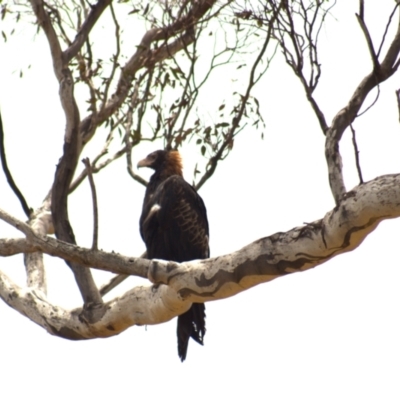 Aquila audax (Wedge-tailed Eagle) at Cook, ACT - 23 Jan 2023 by Amy