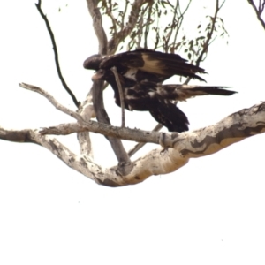 Aquila audax at Cook, ACT - 23 Jan 2023