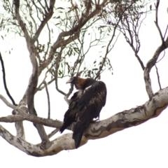 Aquila audax at Cook, ACT - suppressed