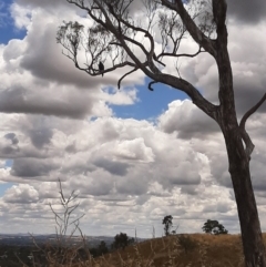 Aquila audax at Cook, ACT - 23 Jan 2023