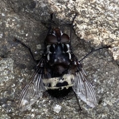 Amphibolia (Amphibolia) sp. (genus & subgenus) (A Bristle fly) at Cotter River, ACT - 21 Jan 2023 by RAllen