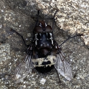 Amphibolia (Amphibolia) sp. (genus & subgenus) at Cotter River, ACT - 21 Jan 2023