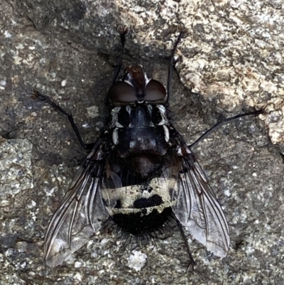 Amphibolia (Amphibolia) sp. (genus & subgenus) (A Bristle fly) at Cotter River, ACT - 20 Jan 2023 by RAllen