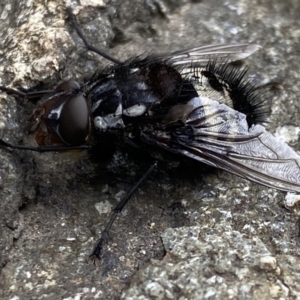 Amphibolia (Amphibolia) sp. (genus & subgenus) at Cotter River, ACT - 21 Jan 2023