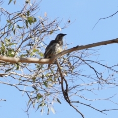 Anthochaera carunculata (Red Wattlebird) at Jerrabomberra Wetlands - 14 Jan 2023 by JimL