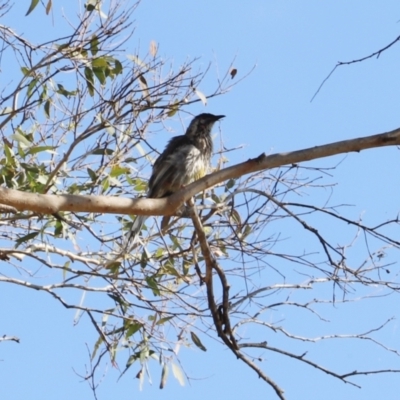 Anthochaera carunculata (Red Wattlebird) at Kingston, ACT - 15 Jan 2023 by JimL