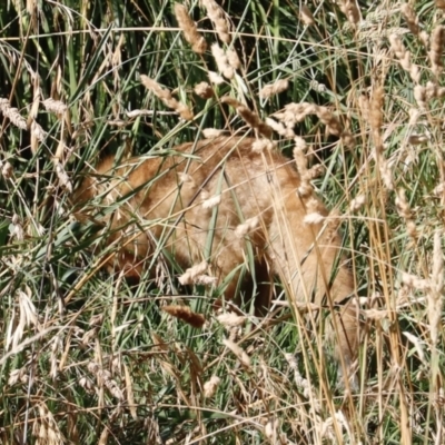 Vulpes vulpes (Red Fox) at Jerrabomberra Wetlands - 14 Jan 2023 by JimL