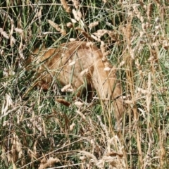 Vulpes vulpes at Fyshwick, ACT - 15 Jan 2023