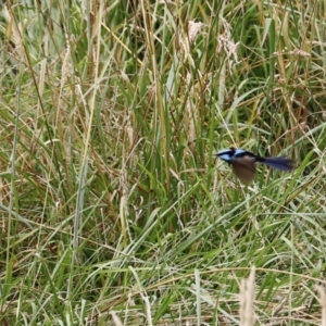 Malurus cyaneus at Fyshwick, ACT - 15 Jan 2023