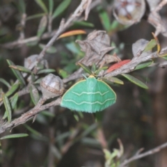 Euloxia meandraria (Two-lined Euloxia) at Uriarra, NSW - 22 Jan 2023 by Harrisi