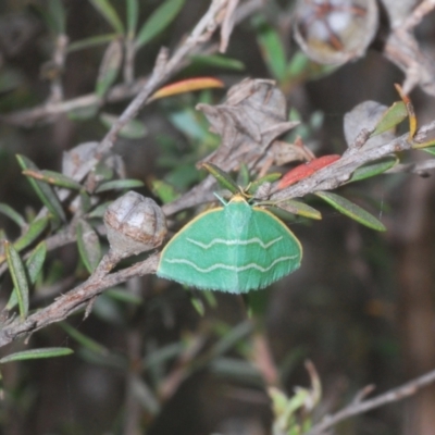 Euloxia meandraria (Two-lined Euloxia) at Uriarra, NSW - 22 Jan 2023 by Harrisi