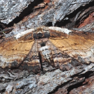 Pholodes sinistraria (Sinister or Frilled Bark Moth) at Black Mountain - 21 Jan 2023 by Harrisi