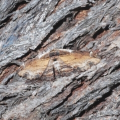 Pholodes sinistraria at Molonglo Valley, ACT - 21 Jan 2023 02:58 PM