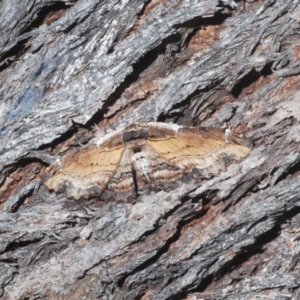 Pholodes sinistraria at Molonglo Valley, ACT - 21 Jan 2023 02:58 PM