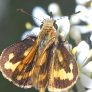 Ocybadistes walkeri at Barton, ACT - 19 Jan 2023 03:02 PM