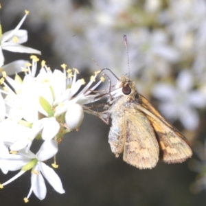 Ocybadistes walkeri at Barton, ACT - 19 Jan 2023 03:02 PM