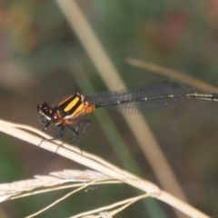 Nososticta solida (Orange Threadtail) at Lake Burley Griffin Central/East - 19 Jan 2023 by Harrisi