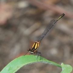 Nososticta solida at Barton, ACT - 19 Jan 2023