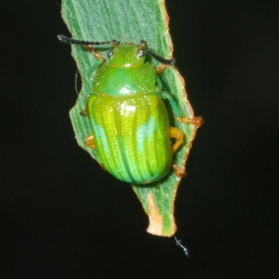 Calomela pallida (Leaf beetle) at Red Hill Nature Reserve - 23 Jan 2023 by Harrisi