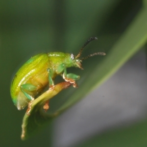 Calomela pallida at Red Hill, ACT - 23 Jan 2023