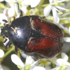 Bisallardiana gymnopleura (Brown flower chafer) at Lower Cotter Catchment - 22 Jan 2023 by Harrisi