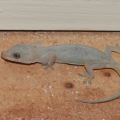 Hemidactylus frenatus (Asian House Gecko) at Wellington Point, QLD - 23 Jan 2023 by TimL