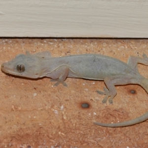 Hemidactylus frenatus at Wellington Point, QLD - suppressed