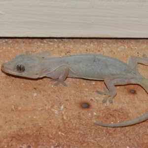 Unidentified Monitor/Gecko (TBC) at suppressed by TimL